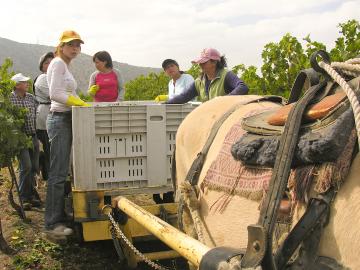 Chile&amp;#039;s harvest